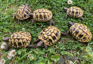 Foto №4. Ich werde verkaufen  in der Stadt Vienna. züchter - preis - 100€