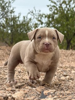 Foto №3. Lena anikeva. Spanien