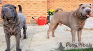 Foto №2 zu Ankündigung № 36075 zu verkaufen shar-pei - einkaufen Litauen quotient 	ankündigung