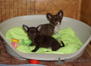 Foto №3. Schokoladenmädchen g/w, Mädchen d/sh und flauschige Schokoladen- und. Weißrussland