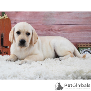 Foto №3. Engel-Labrador-Retriever-Welpe. Deutschland