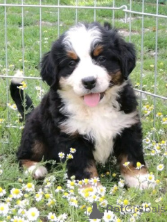 Foto №1. berner sennenhund - zum Verkauf in der Stadt Baumholder | 580€ | Ankündigung № 175099