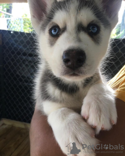 Foto №1. siberian husky - zum Verkauf in der Stadt Jelgava | verhandelt | Ankündigung № 97171