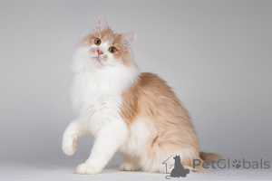 Foto №3. Kuchen ist eine Katze, die lächelt.. Russische Föderation