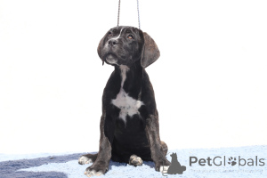 Foto №3. Chelsea von Spqr Corso FCI -Stammbaum. Rumänien