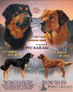 Foto №1. mongolischer wolfshund der burjaten - zum Verkauf in der Stadt Ногинск-9 | 1200€ | Ankündigung № 33284