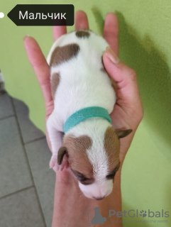 Foto №2 zu Ankündigung № 70383 zu verkaufen jack russell terrier - einkaufen Russische Föderation quotient 	ankündigung