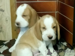 Foto №1. beagle - zum Verkauf in der Stadt Moore | 274€ | Ankündigung № 7980