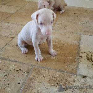 Foto №3. Einzigartige Albino-Dobermann-Welpen...viber.639463422605. Die Philippinen