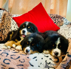 Foto №3. Süße Berner Sennenwelpen zur kostenlosen Adoption. Deutschland