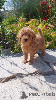 Foto №2 zu Ankündigung № 75250 zu verkaufen pudel (toy) - einkaufen Weißrussland züchter