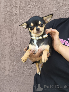 Foto №2 zu Ankündigung № 153851 zu verkaufen mischlingshund - einkaufen Georgien quotient 	ankündigung, vom kindergarten, züchter