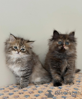 Foto №1. sibirische katze - zum Verkauf in der Stadt München | verhandelt | Ankündigung № 165531