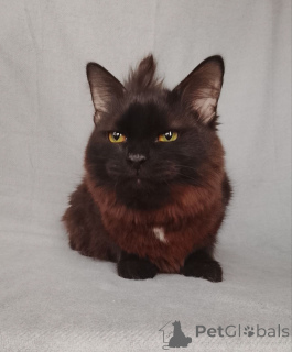 Foto №3. Dottie sucht ein Zuhause!. Russische Föderation