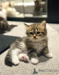 Foto №1. sibirische katze - zum Verkauf in der Stadt Frankfurt | 350€ | Ankündigung № 153167