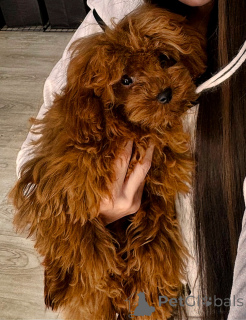 Foto №1. pudel (toy) - zum Verkauf in der Stadt Tiflis | 1938€ | Ankündigung № 80227