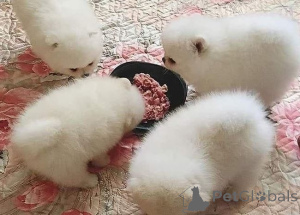 Foto №1. pommersche spitz - zum Verkauf in der Stadt Antwerpen | Frei | Ankündigung № 157114