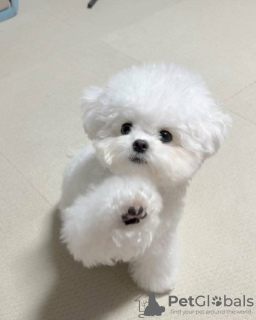 Foto №2 zu Ankündigung № 125477 zu verkaufen malteser - einkaufen Großbritannien 