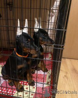 Foto №1. dobermann - zum Verkauf in der Stadt Mainz | 900€ | Ankündigung № 149014