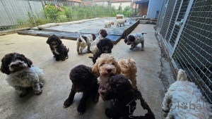 Foto №2 zu Ankündigung № 163158 zu verkaufen lagotto romagnolo - einkaufen Serbien 