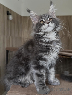 Foto №3. Hochwertige Maine-Coon-Kätzchen zu verkaufen. Polen