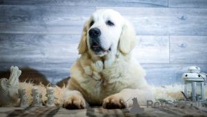 Foto №2 zu Ankündigung № 135403 zu verkaufen golden retriever - einkaufen Bosnien und Herzegowina züchter