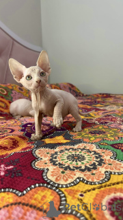 Foto №4. Ich werde verkaufen sphynx cat in der Stadt Istanbul. züchter - preis - 850€