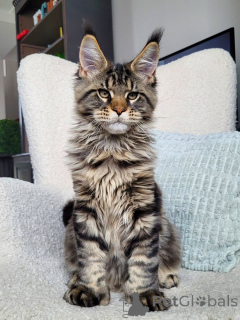 Foto №1. maine-coon-katze - zum Verkauf in der Stadt Karlovy variiert | verhandelt | Ankündigung № 156462