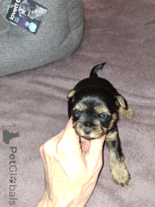 Foto №3. Reinrassige Yorkshire-Terrier-Welpen.. Finnland