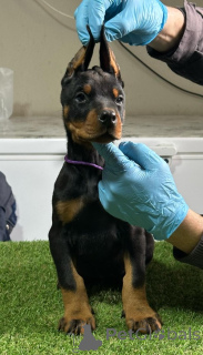 Foto №2 zu Ankündigung № 135053 zu verkaufen dobermann - einkaufen Serbien züchter