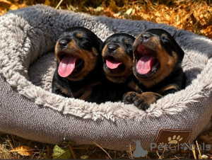 Foto №1. rottweiler - zum Verkauf in der Stadt Bilzen | Frei | Ankündigung № 171486