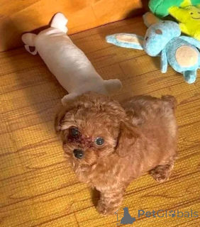 Foto №2 zu Ankündigung № 157004 zu verkaufen pudel (toy) - einkaufen Spanien 