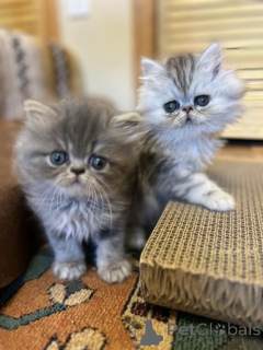 Foto №1. perserkatze - zum Verkauf in der Stadt Braunau Am Inn | 350€ | Ankündigung № 171015
