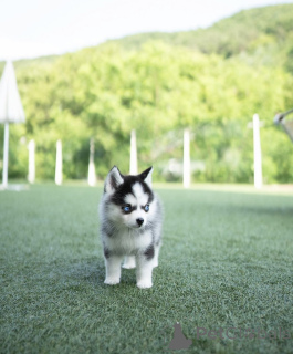 Foto №1. mischlingshund - zum Verkauf in der Stadt Bremen | 800€ | Ankündigung № 144368