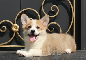 Foto №3. Welsh Corgi Pembroke Welpen von Champion. Russische Föderation