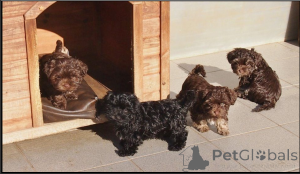 Foto №1. bolonka zwetna - zum Verkauf in der Stadt Bonn | verhandelt | Ankündigung № 167369