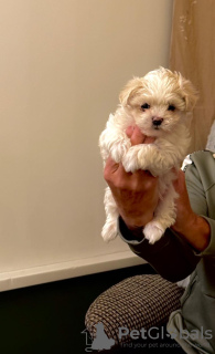 Foto №4. Ich werde verkaufen malteser in der Stadt Birmingham. quotient 	ankündigung - preis - 500€