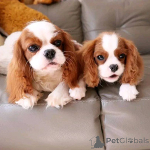 Foto №1. cavalier king charles spaniel - zum Verkauf in der Stadt Helsinki | 500€ | Ankündigung № 165632