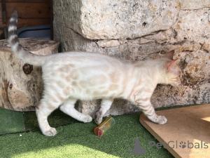 Foto №2 zu Ankündigung № 174201 zu verkaufen bengal katzenrasse - einkaufen Deutschland 