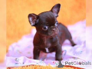 Foto №4. Ich werde verkaufen chihuahua in der Stadt Aachen.  - preis - verhandelt