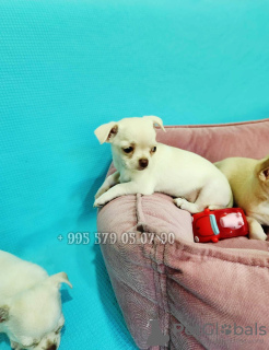 Zusätzliche Fotos: Ich empfehle den Kauf von reinrassigen Chihuahua-Welpen.