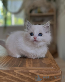 Foto №1. ragdoll-katze - zum Verkauf in der Stadt Гамбург | verhandelt | Ankündigung № 144309