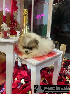 Foto №2 zu Ankündigung № 134571 zu verkaufen pommersche spitz - einkaufen Serbien 