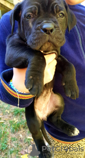 Zusätzliche Fotos: BESTE CANE-CORSO WELPEN