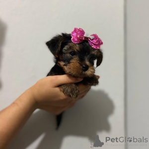 Foto №3. Yorkshire-Terrier-Welpe zur Adoption verfügbar. Zypern