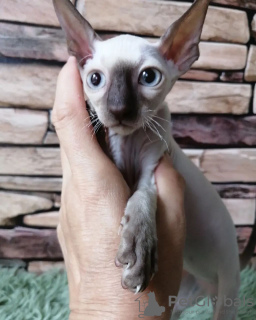 Foto №2 zu Ankündigung № 71723 zu verkaufen cornish rex - einkaufen Australien quotient 	ankündigung, züchter