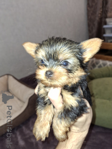 Foto №1. biewer terrier, yorkshire terrier - zum Verkauf in der Stadt Riga | 700€ | Ankündigung № 159220