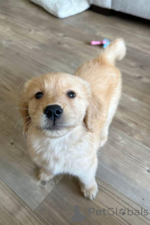 Foto №1. golden retriever - zum Verkauf in der Stadt Warschau | verhandelt | Ankündigung № 163192