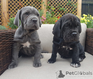 Foto №4. Ich werde verkaufen mastino napoletano in der Stadt Lègstrup. quotient 	ankündigung, züchter - preis - 2000€