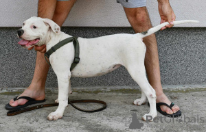 Foto №2 zu Ankündigung № 114219 zu verkaufen american bulldog - einkaufen Serbien züchter